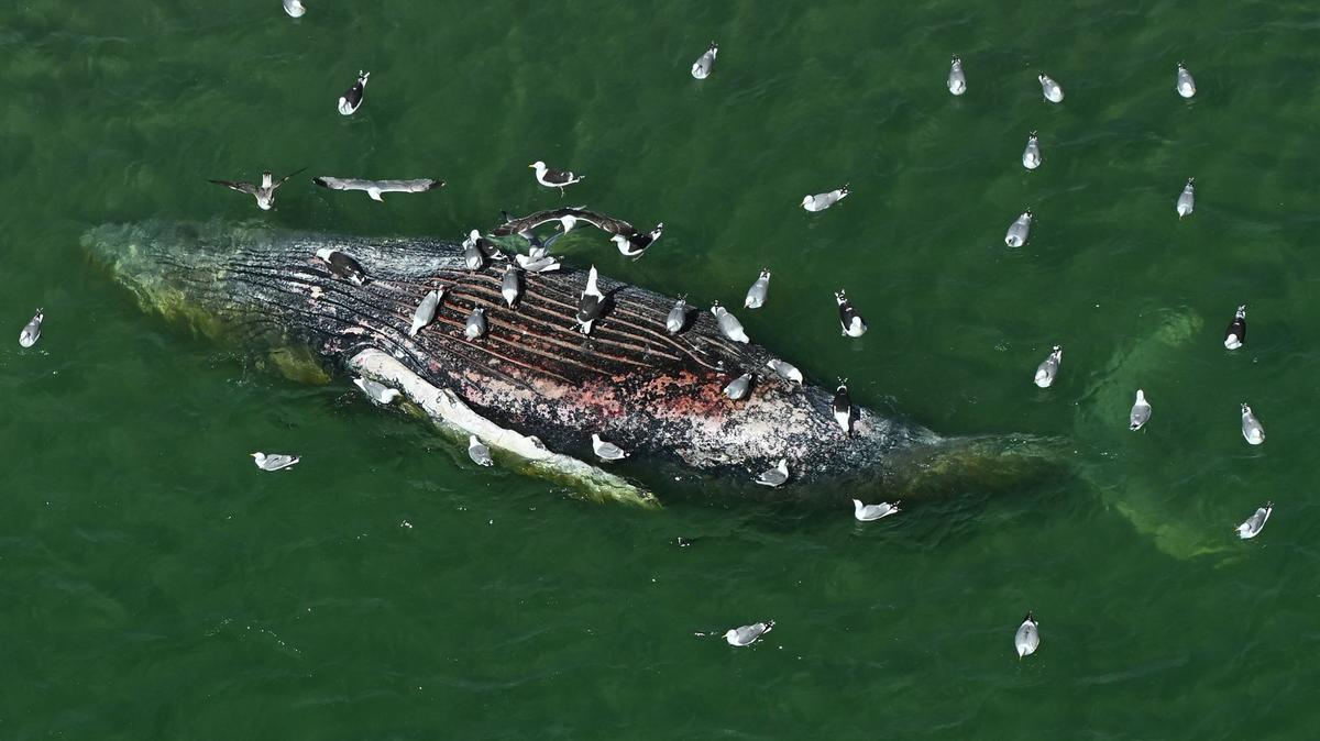A dead whale lies off the Danish island of Anholt. It is unclear whether it is the whale that first beached off Timmendorfer Strand at the end of March and was transported to the North Sea around a month later. (Jonas Walzberg/dpa/TNS)