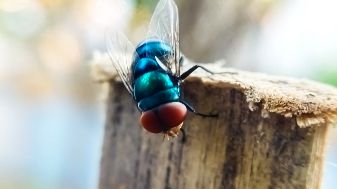 Screwworm is a growing threat to Idaho agriculture | Opinion