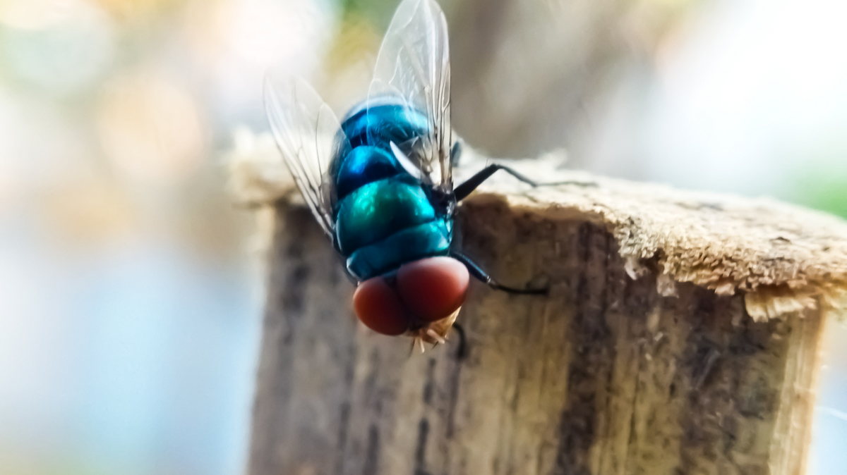 A picture of the New World screwworm fly, or screwworm for short.