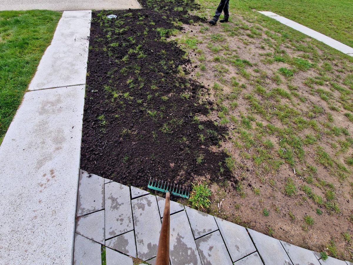  repair of damaged lawns after installation of automatic irrigation. bringing piles of soil and scattering with rakes. lawn sowing and grooving. top dressing.