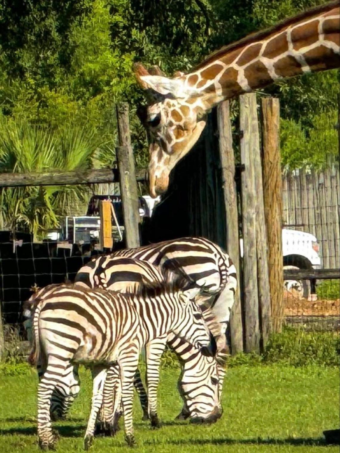  Bakari the giraffe and Kurtsie the zebra, as a foal.