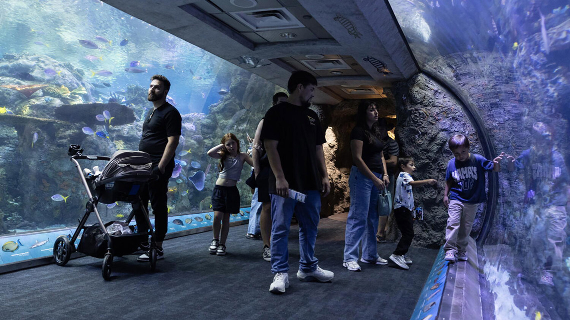 California aquarium takes in at least 500 animals rescued from wildlife traffickers 