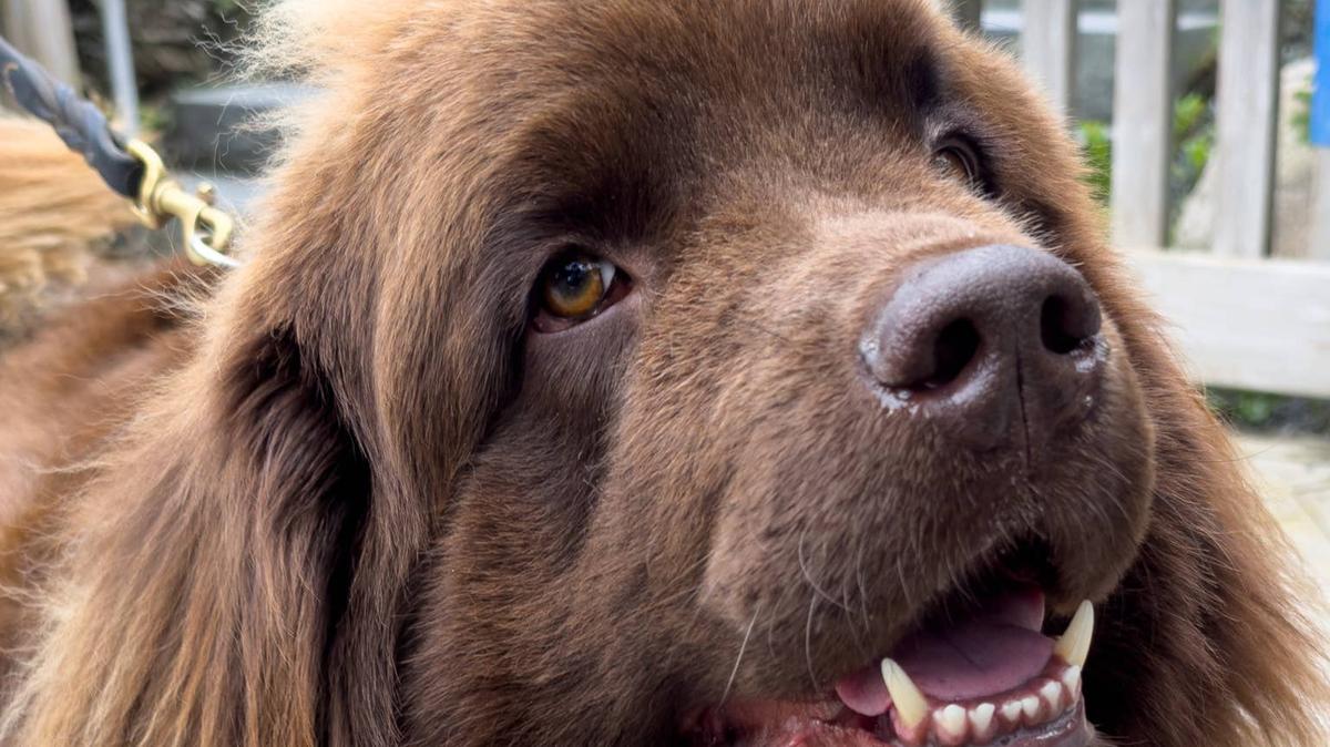 Happy brown Newfoundland Dog. 