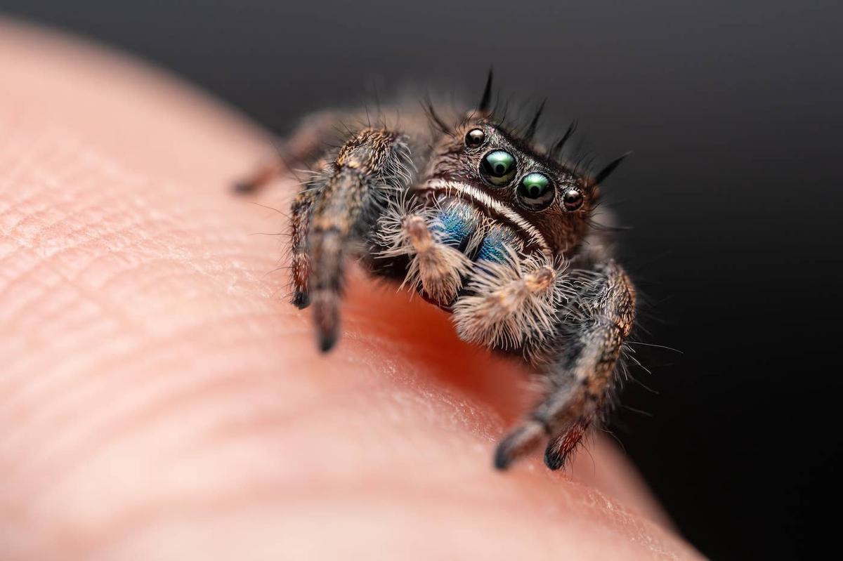  A Jumping Spider sitting on a human hand.