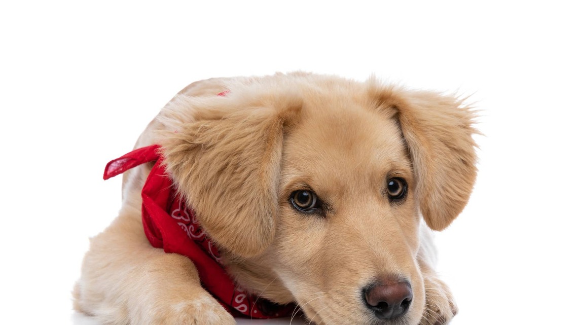 Golden Retriever Puppy Models His Little Bandanas, and People Can't Take It: 'I Just Exploded' 