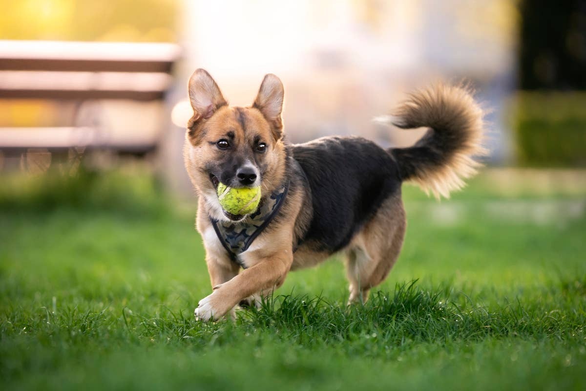  A dog hearing "come" and knowing it means to return to its owner.
