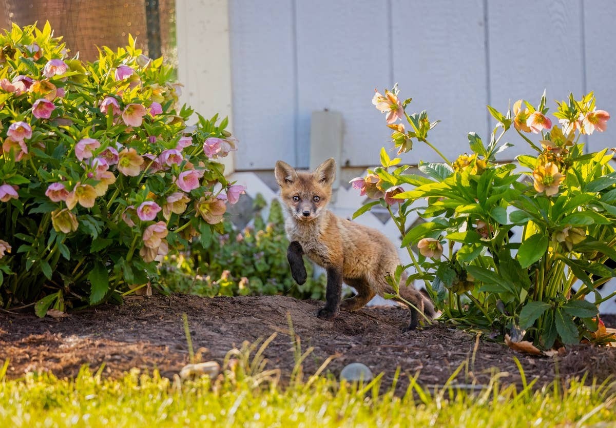  A baby fox spotted in a residential yard looking for food.