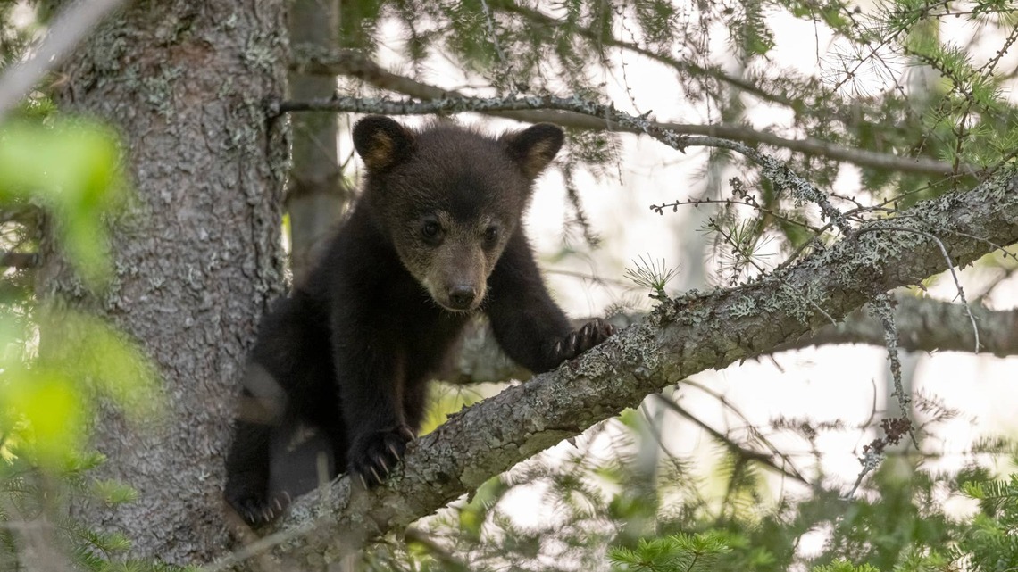 Comments About a Mama Bear's Reaction to Her Cub Falling Out of a Tree Are Pure Comedy Gold 