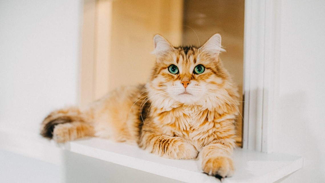 Fluffy Orange Siberian Cat Comes With His Own Built-in Nap Blanket