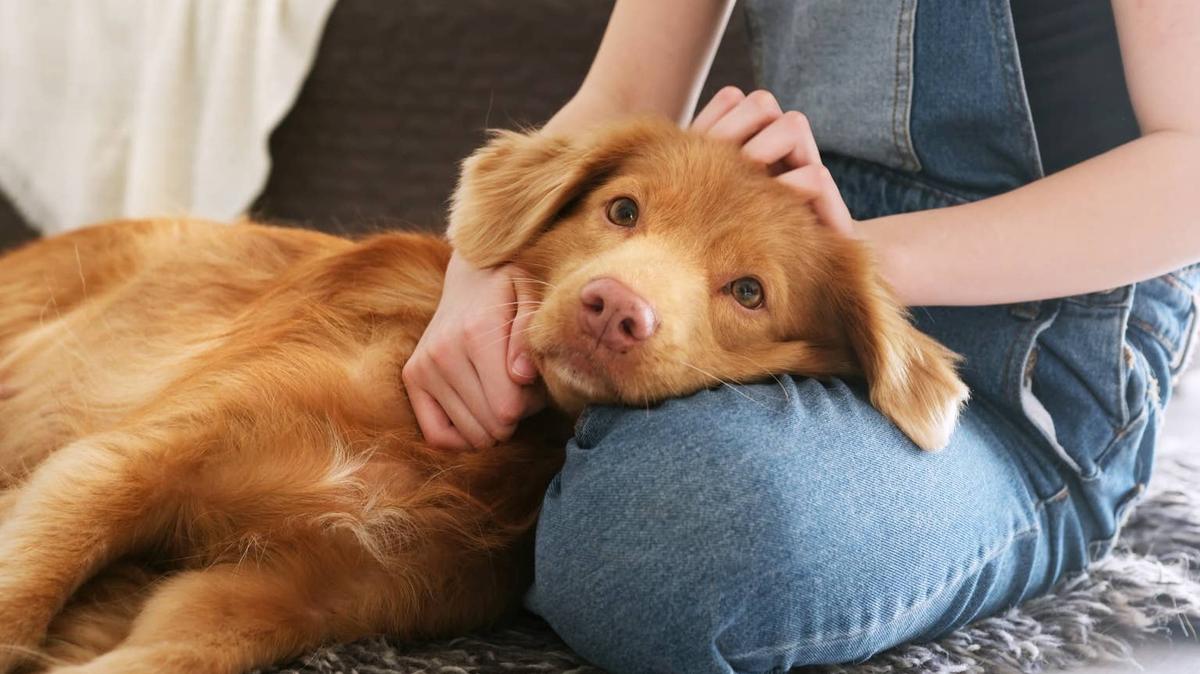 dog on lap.
