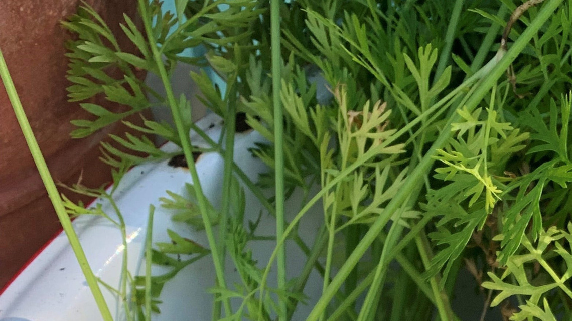 Inventing Your Garden: Vegetables that grow well in Florida