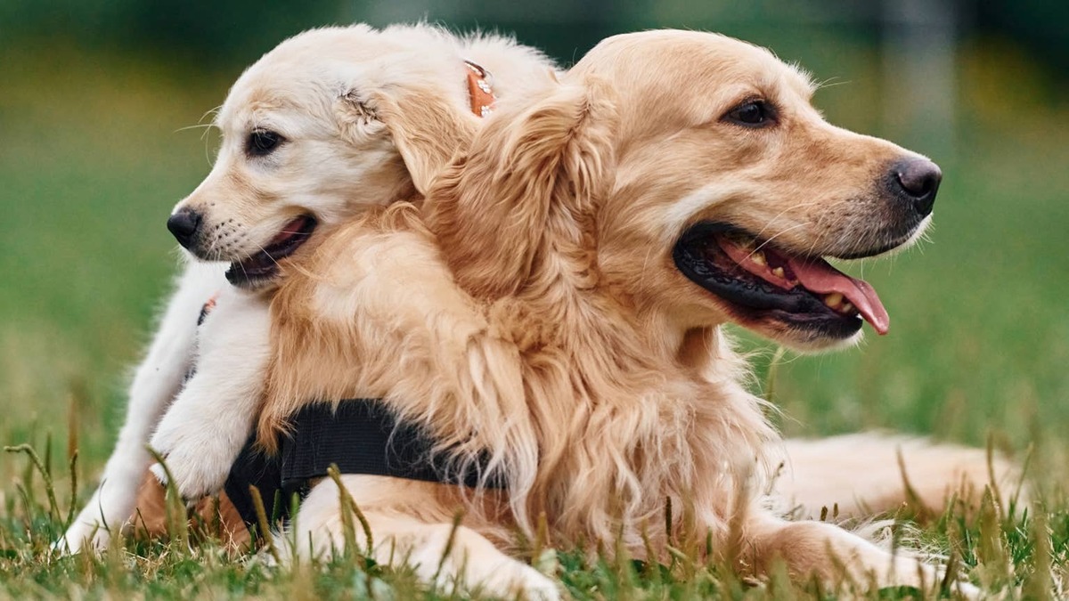 golden retriever + puppy.