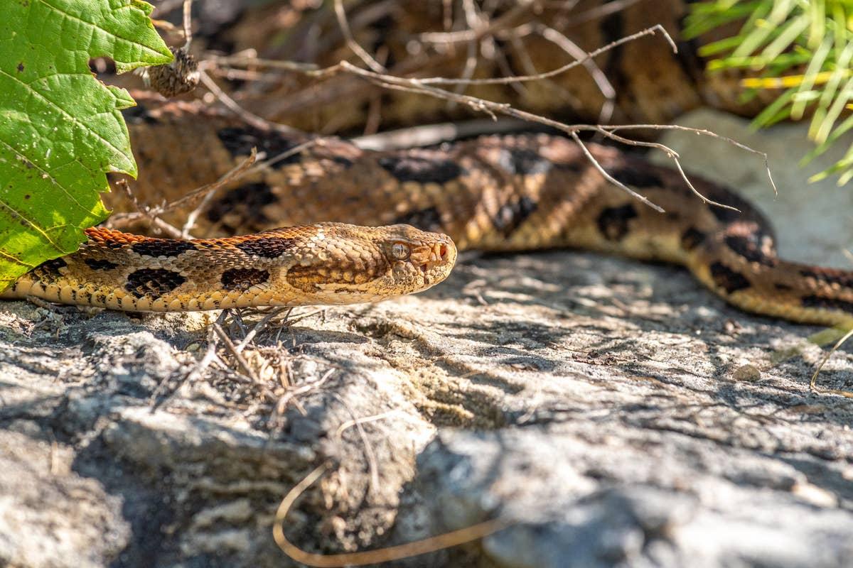  A close-up of a venomous rattlesnake slithering through the wild.