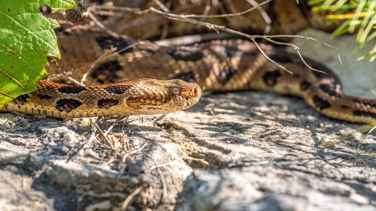  A close-up of a venomous rattlesnake slithering through the wild.