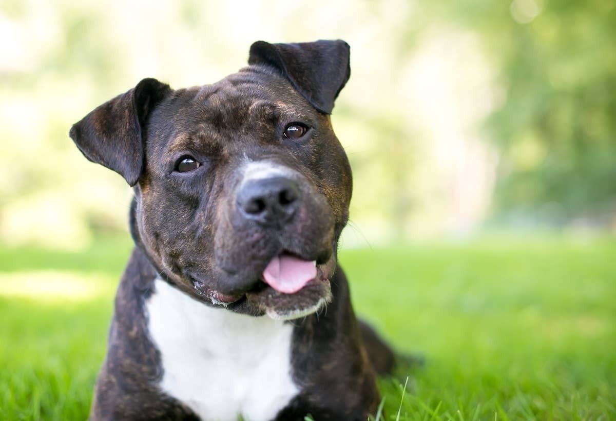  The top nanny dog breeds for families with children are gentle and loyal.