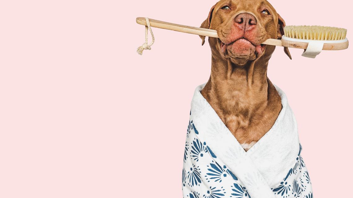 The Best Dog Shampoo for Every Type of Pup, According to Amazon-Shopping Pet Parents 