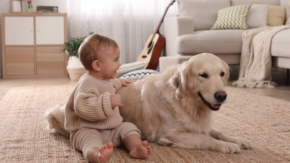 Sweet Baby Learns to Kiss Golden Retriever and She Just Won't Stop