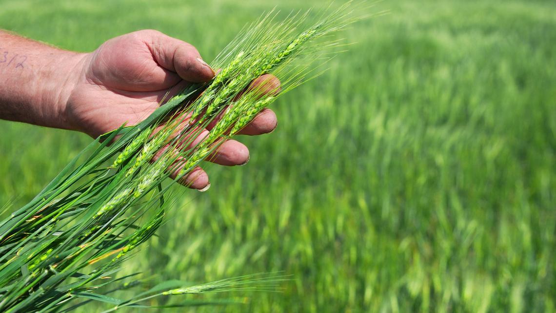 US wheat crops wither, herds thin as spring drought deepens