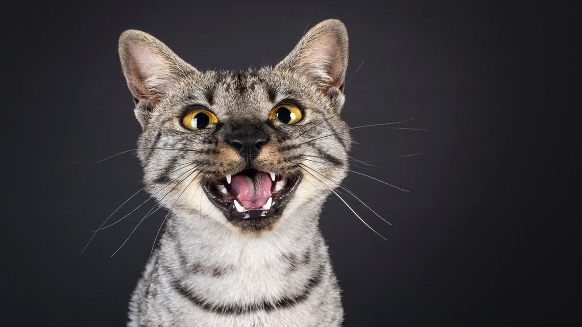 Gigantic Rare Cat Looks Like a Mini Tabby Tiger 