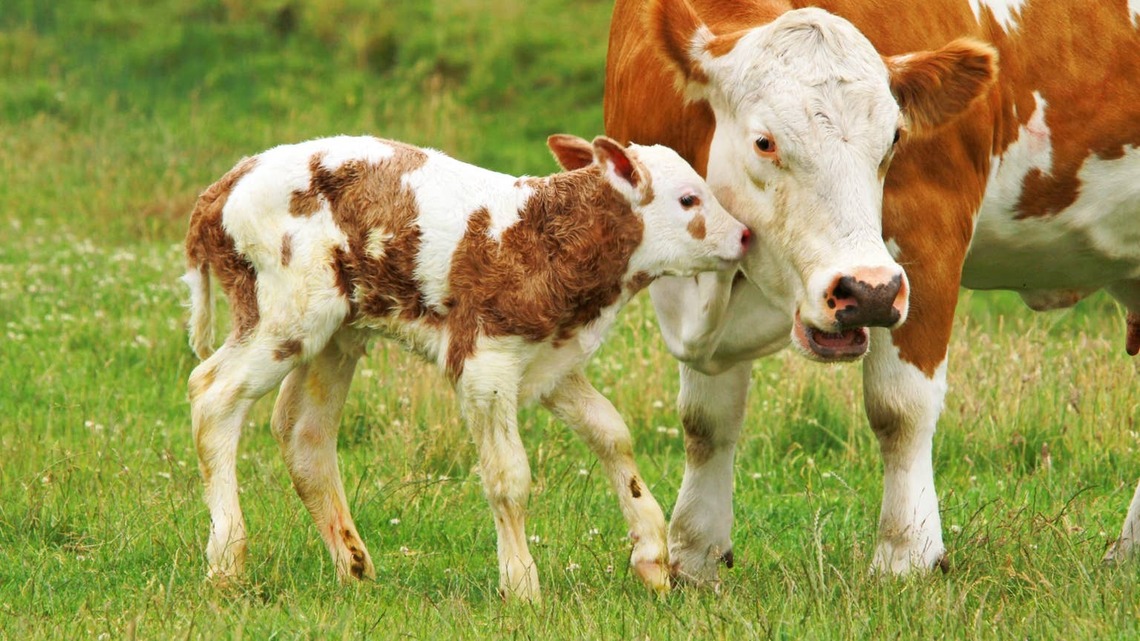 Mama Cow Becomes a Living Shelter for Her Newborn Calf During a Storm, and It's Beautiful 