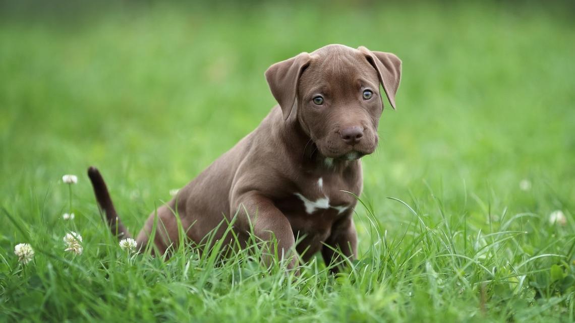 Tiny Pit Bull Puppies Playfully Creep Up on Each Other in the Cutest Standoff 