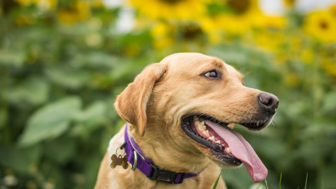 Labrador Retriever Discovers the Tastiest Way To Beat the Summer Heat