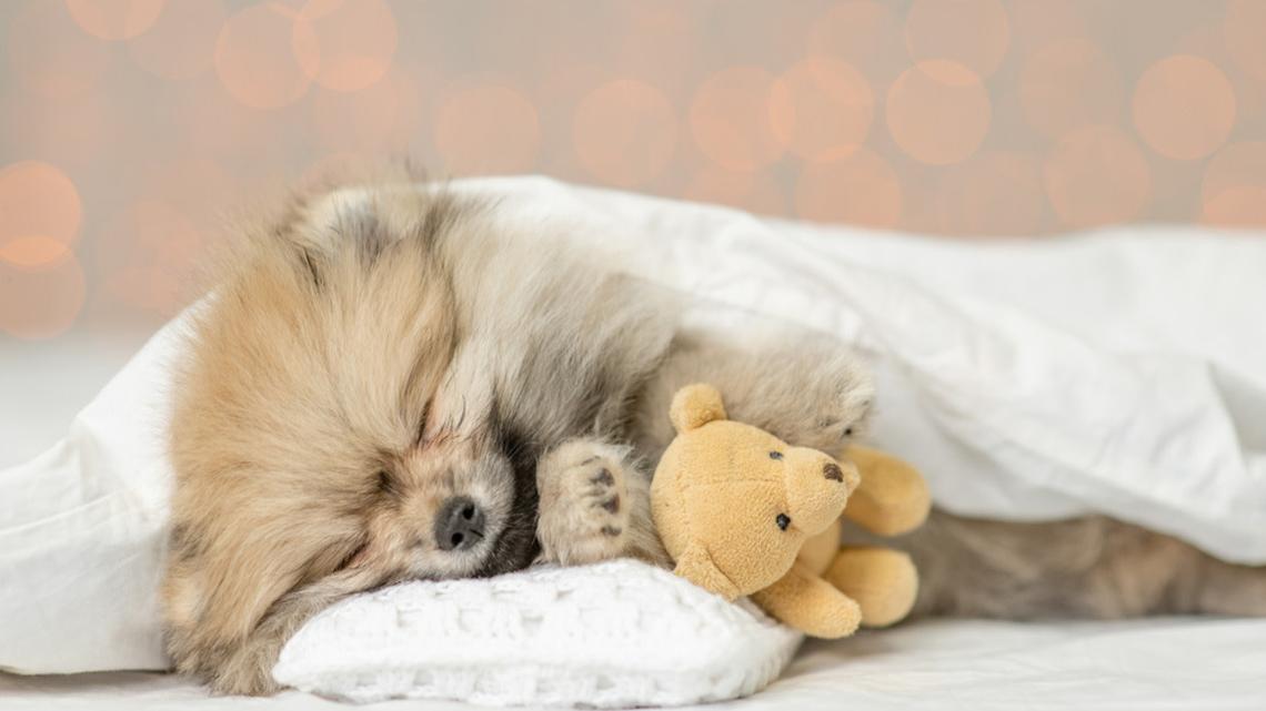 'Sleeping' Pomeranian Immediately Awakes When He Hears His Favorite Word 