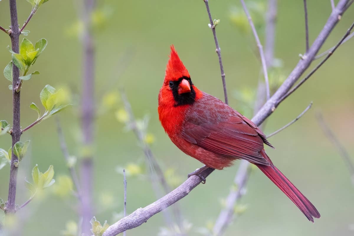  Seasonal changes can influence which backyard birds visit your yard.