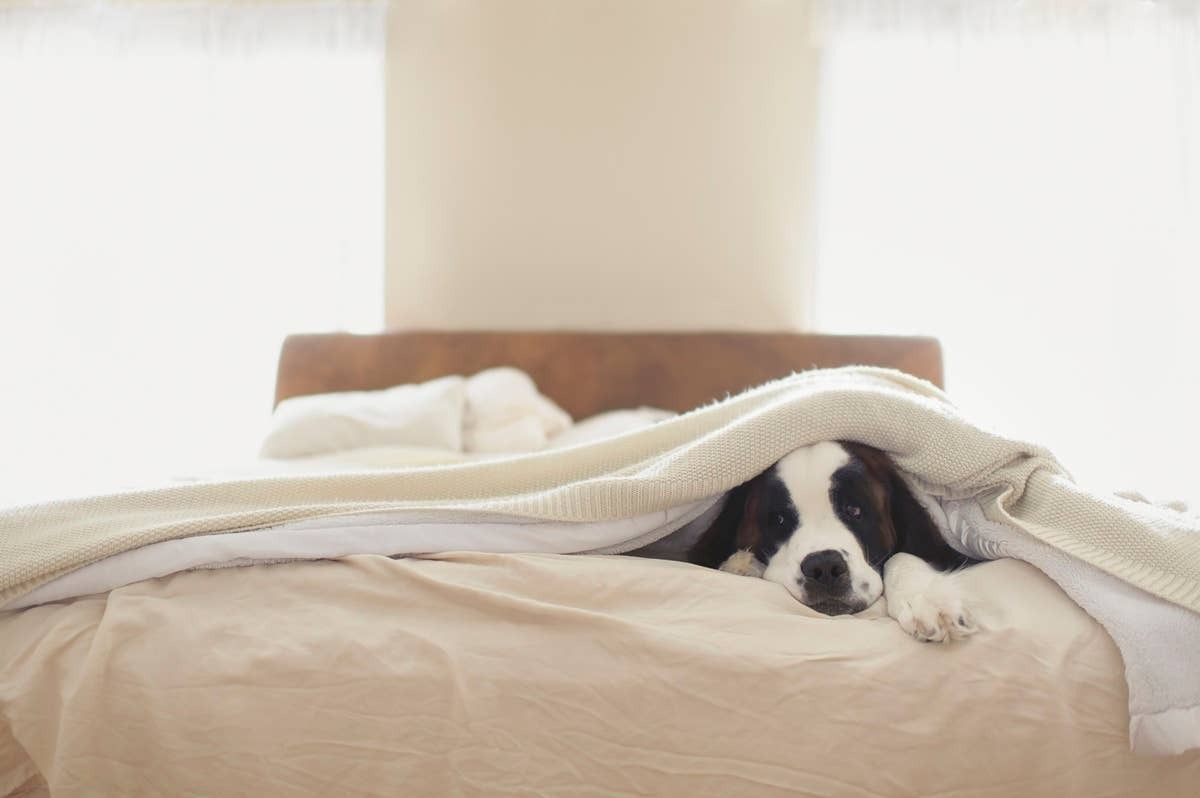  Nesting under blankets is a calming bedtime habit that helps dogs feel warm and secure.