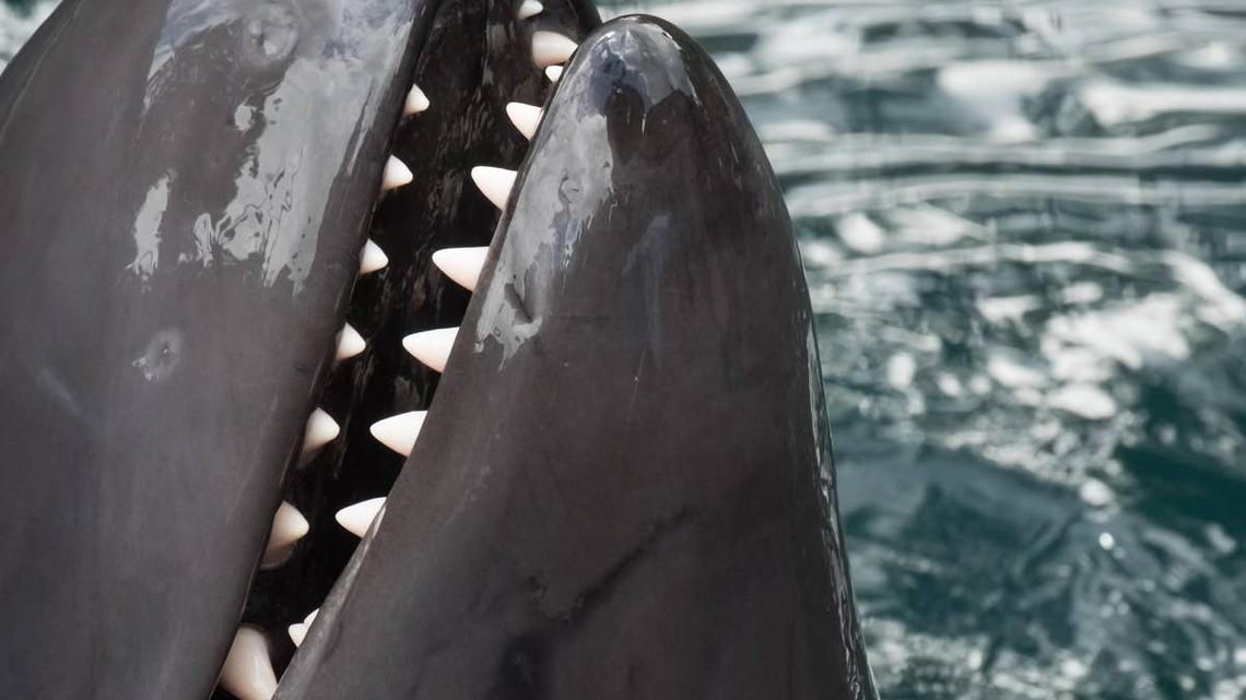 Rare Dolphin Looks Exactly Like 'Venom' and the Reason Is Too Cool 