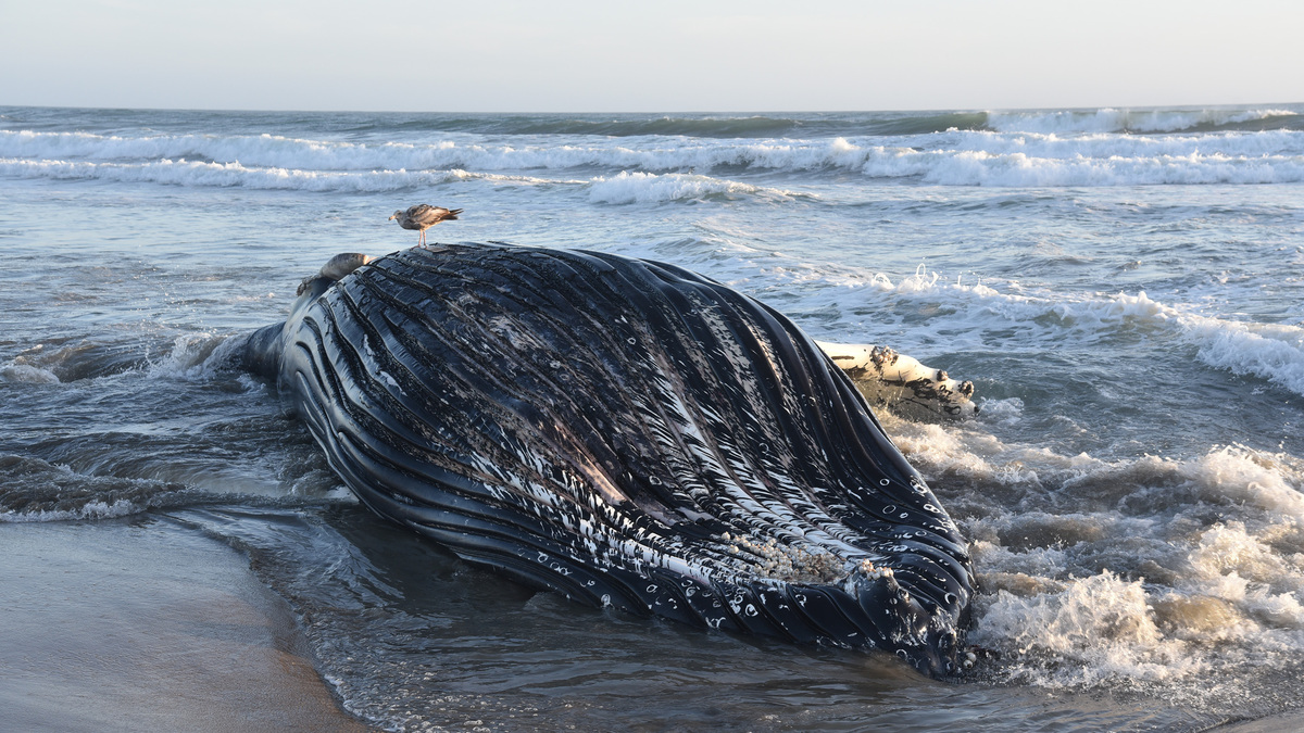 A 39-foot-long juvenile humpback whale washed up Friday, June 5, 2026, on Sunset State Beach near Watsonville, Calif. Researchers at UC-Santa Cruz found that the animal, shown here on June 6, 2026, died with high levels of domoic acid in its system. The naturally occurring neurotoxin is produced by algae blooms in the ocean. (Long Marine Lab Stranding Network/TNS)