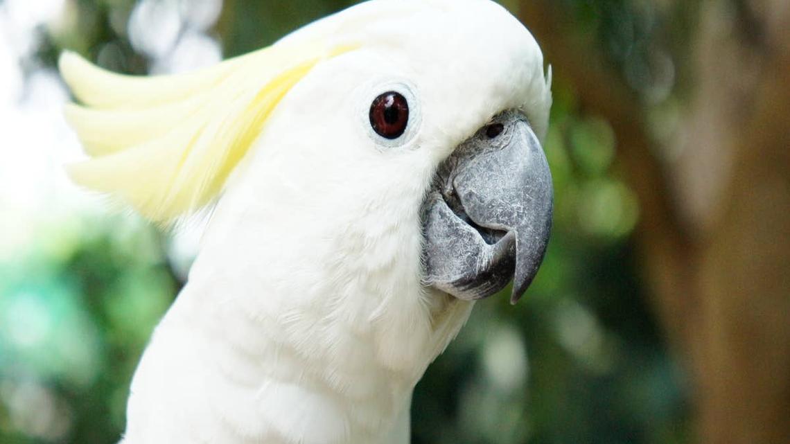 Cockatoo's Perfect Mimicry of Mom Filing Nails Is Too Funny 