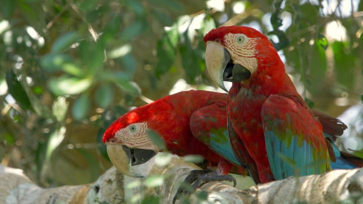 Red-and-green Macaws. (Balazs Tisza via SWNS). 