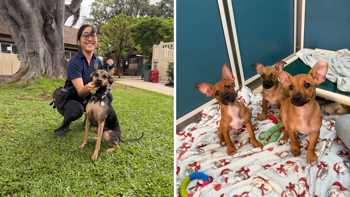 Pictures shared by the Hawaiian Humane Society show some of the pups currently available at their shelters for adoption. 