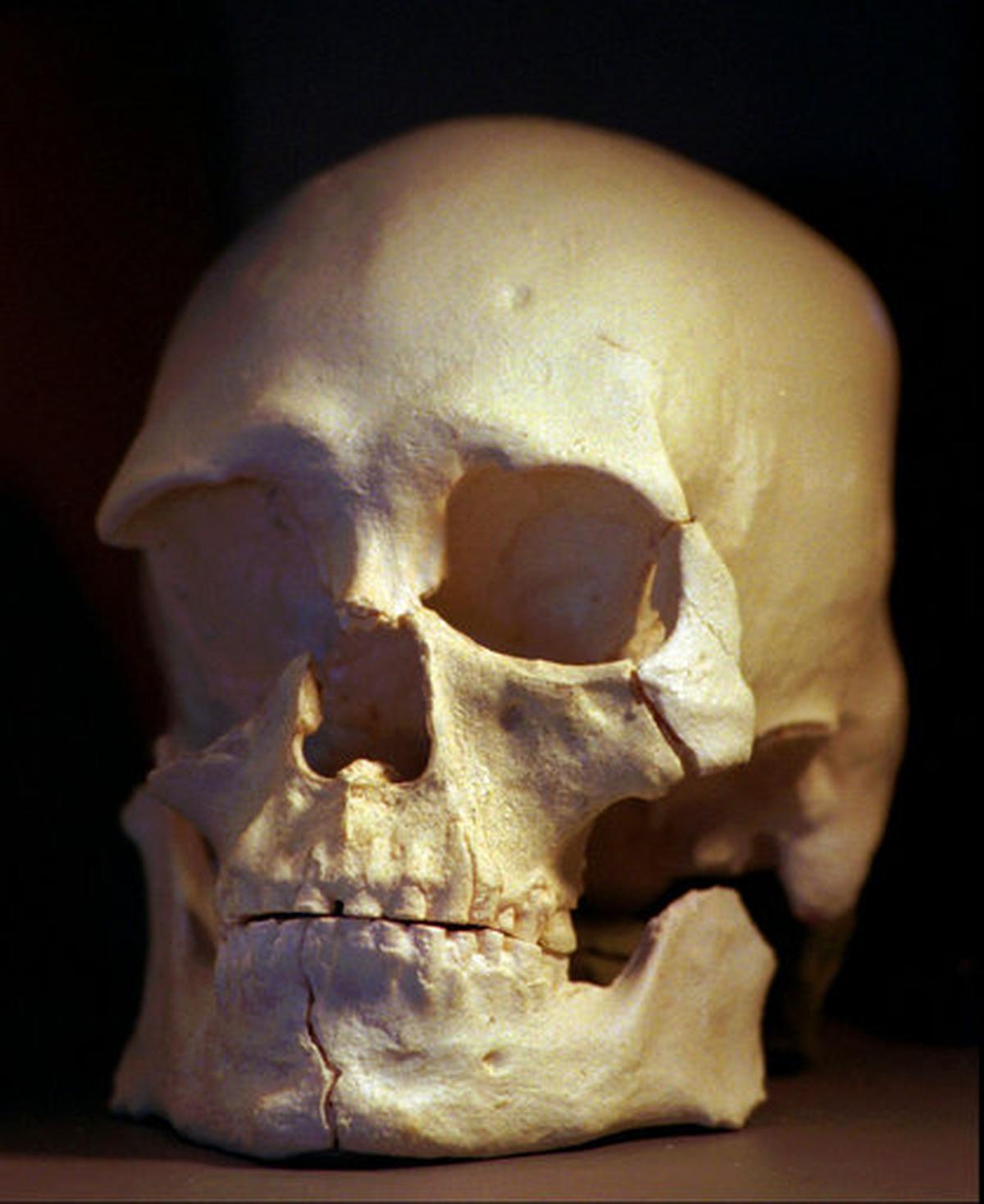 FILE - This July 24, 1997, file photo shows a plastic casting of the skull from the bones known as Kennewick Man. The bones, believed to be about 8,400 years old, were found in Richland, WA.