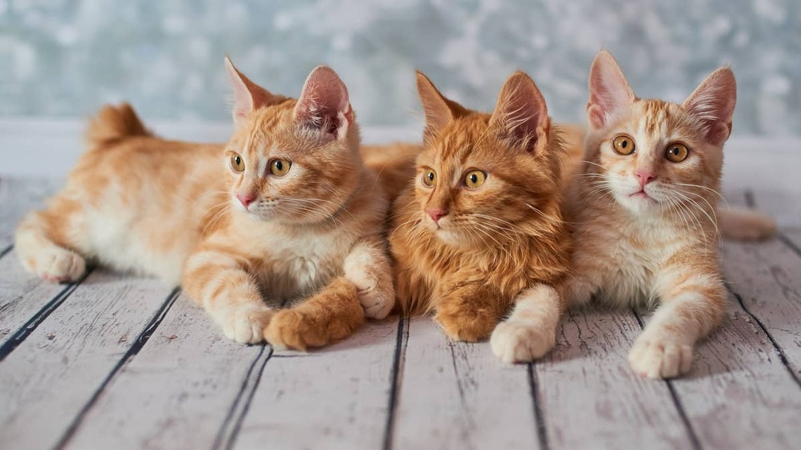 Cats' Bewildered Reactions to Their First Night With a Crying Newborn Is All Too Real 