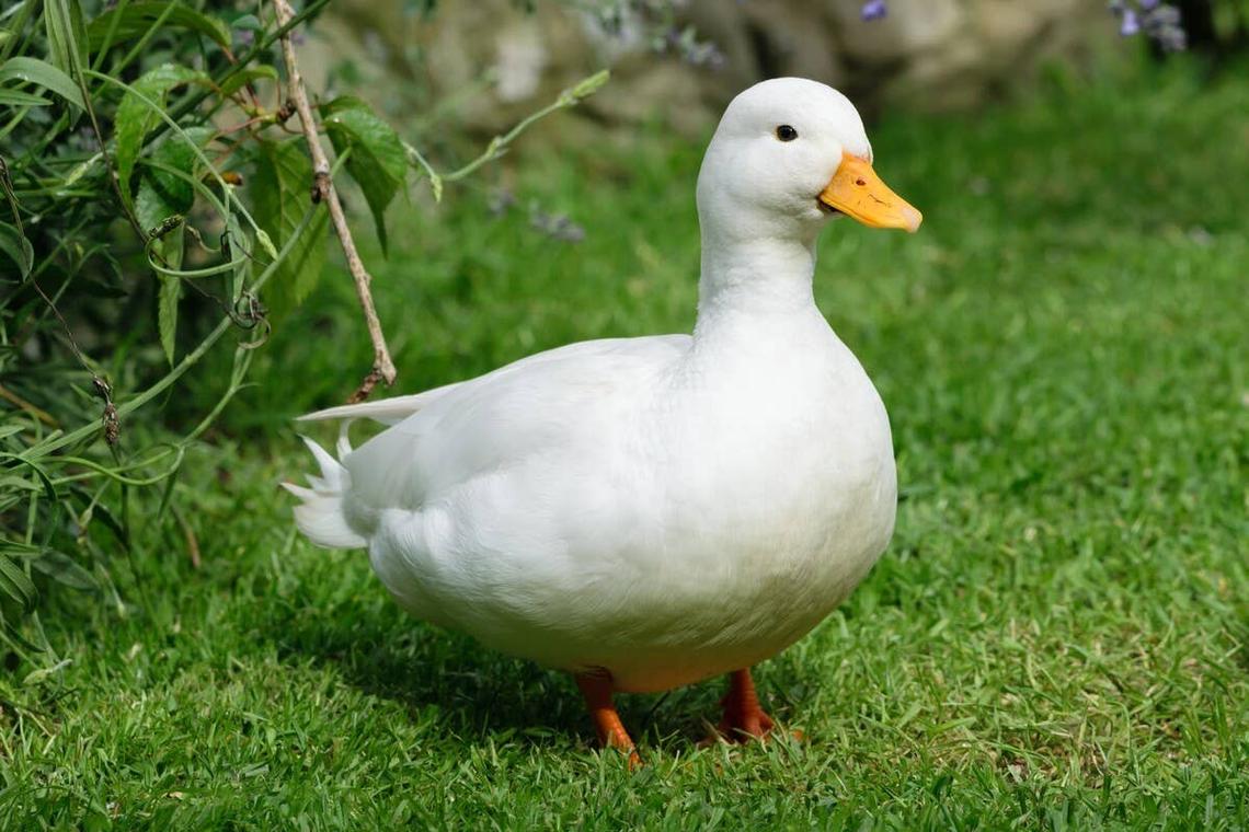  A close-up of a white duck standing in the grass. 