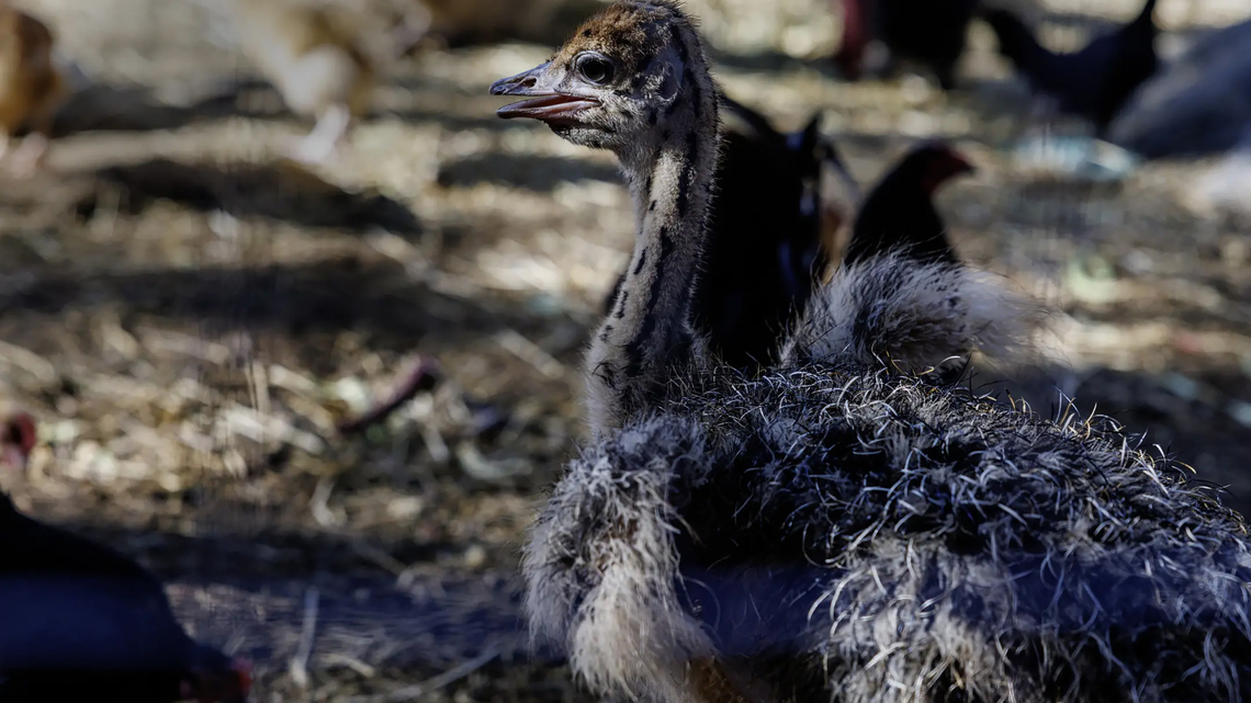 Bullets, blood and ostrich feathers: Why are they killing Mike Matson's beloved desert birds? 