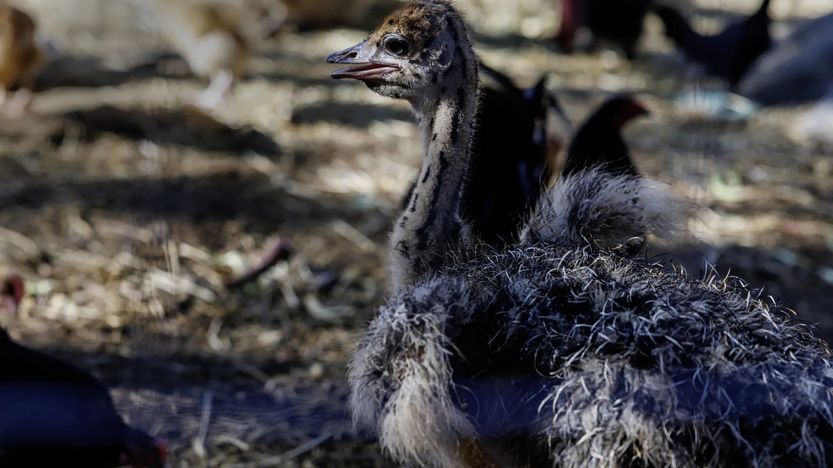 Bullets, blood and ostrich feathers: Why are they killing Mike Matson's beloved desert birds?