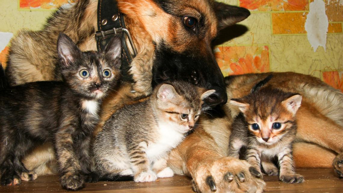 German Shepherd Excitedly Waits for Human Mom to Take Her to See Their New Kittens Every Morning 