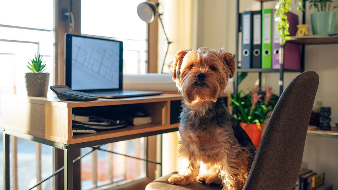 Yorkie Faces First Workday Apart From Mom in 7 Years, and Everyone's Heartbroken 