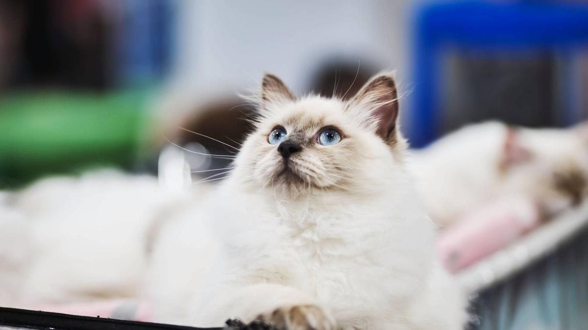 Ragdoll cat looking up.