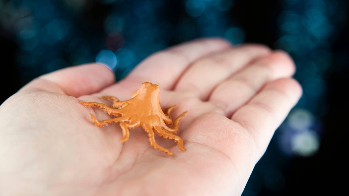 Lost Baby Octopus Gets a Second Chance Thanks to One Kind Stranger