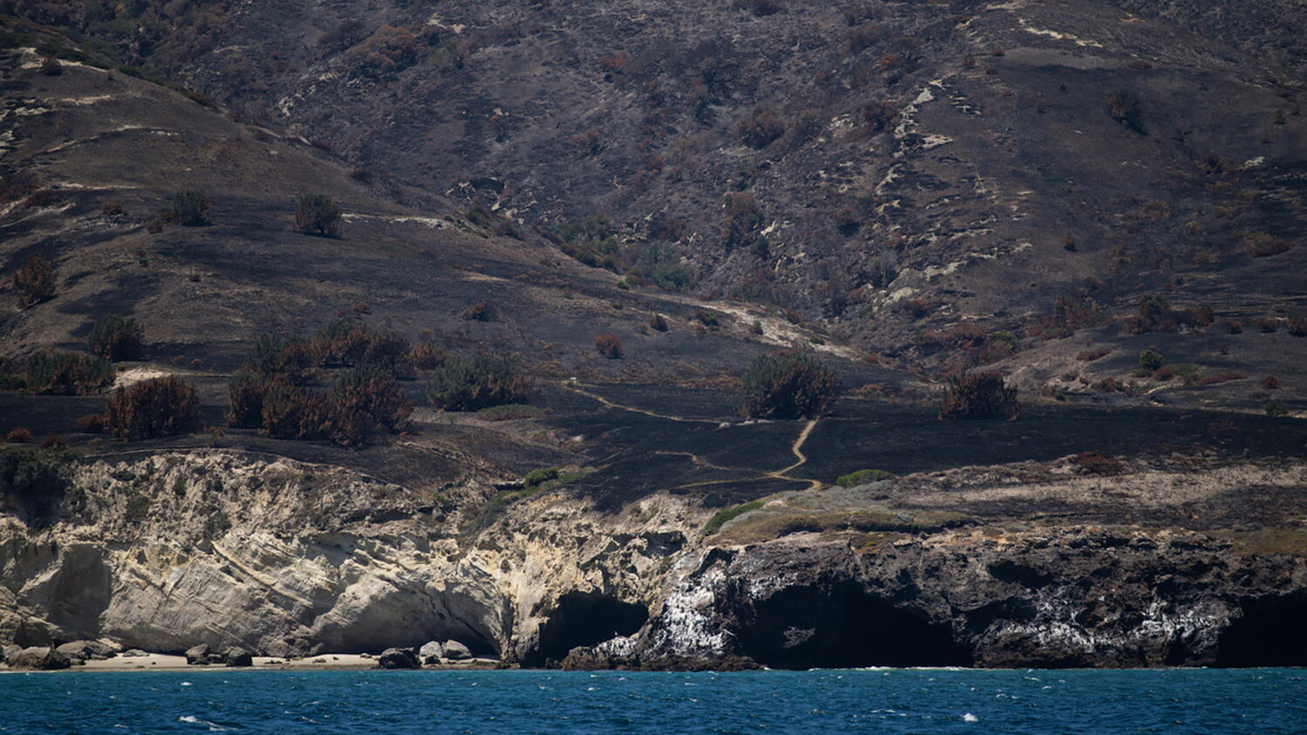Rare Torrey pines faring worse than expected after Santa Rosa Island fire: ‘heartbreaking'