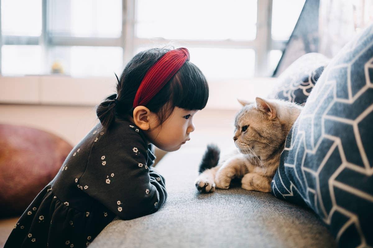  An aloof cat that prefers spending time alone.