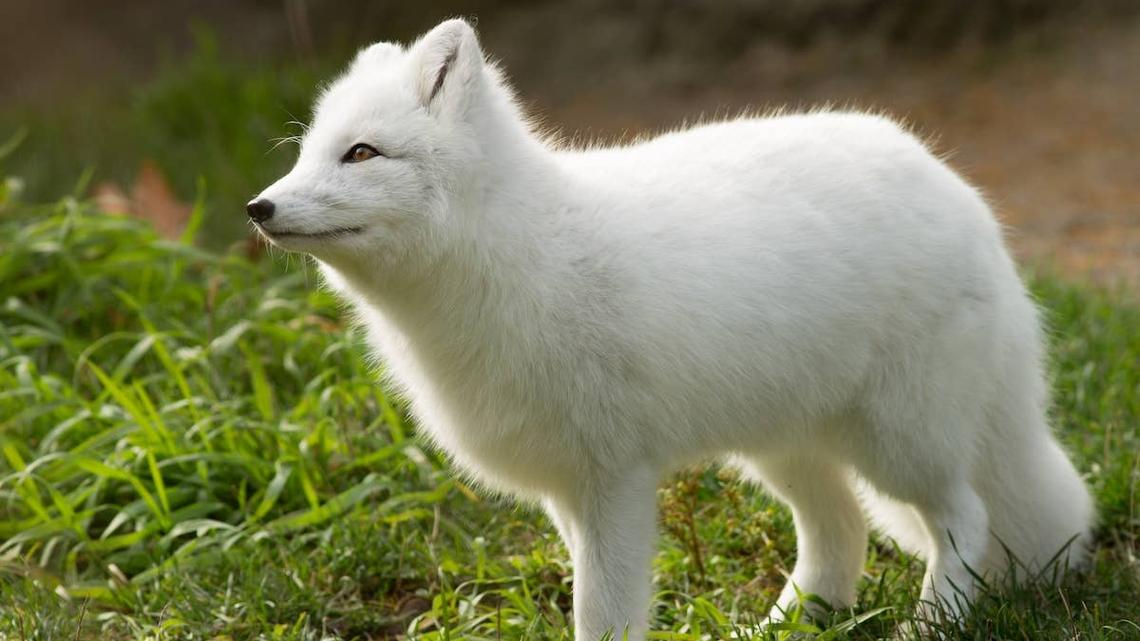 Arctic Fox Looks Like a Dandelion Puff and Won't Stop Hooting and Hollering 