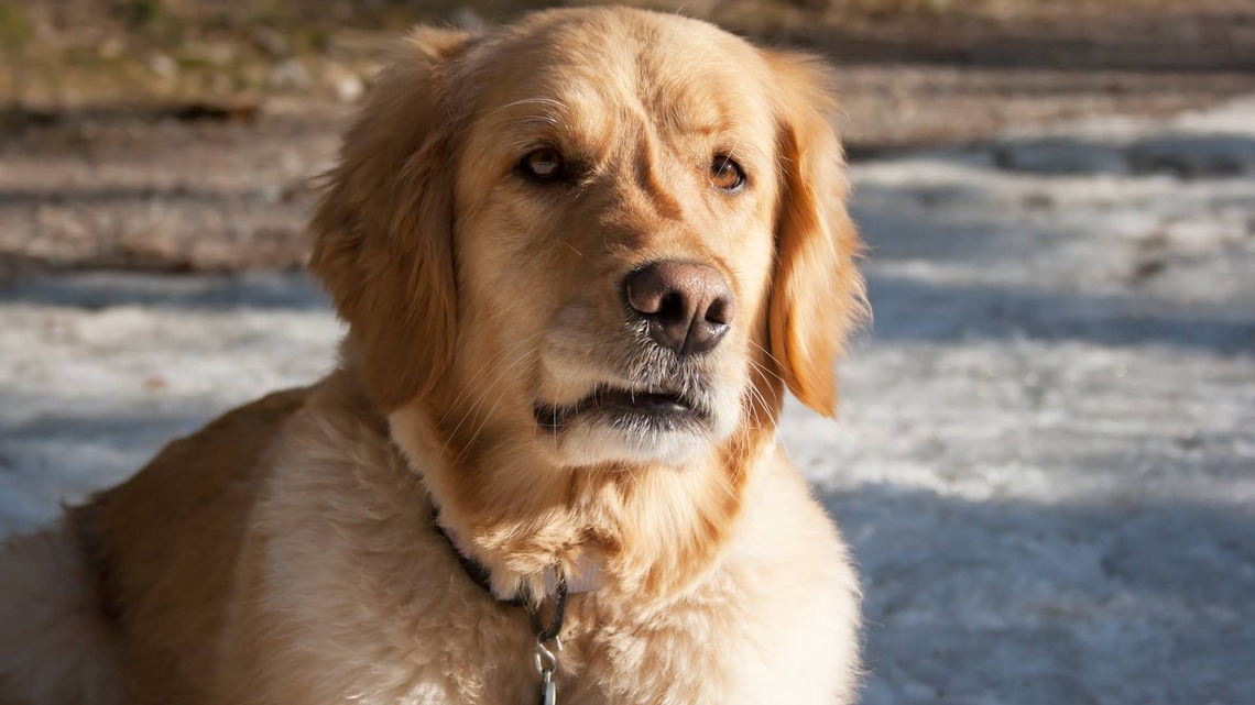 Golden Retriever Spots Massive 'Predator' at Hardware Store and Immediately Says 'Nope, Note Today' 