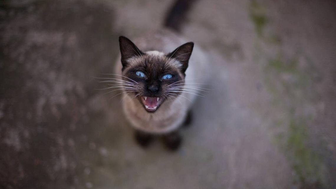 Nobody Expected This Siamese Cat To Sound Exactly Like a Haunted House 