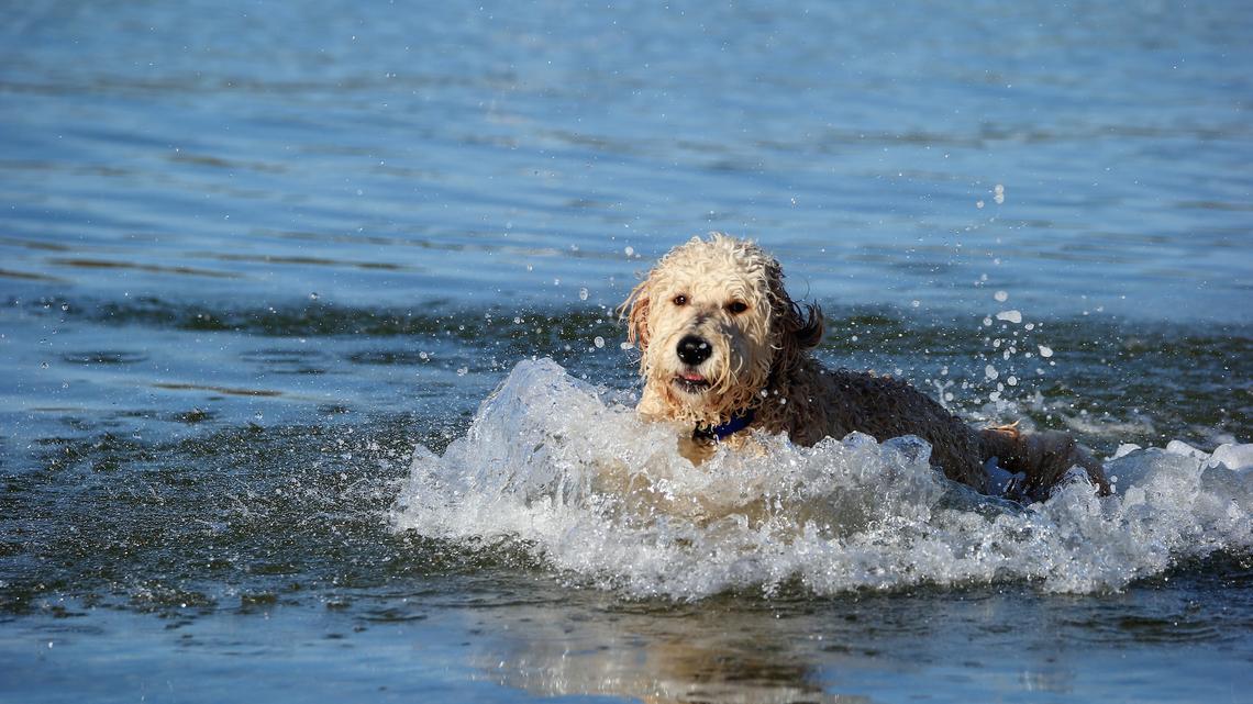 A general view of dogs at Coindre Hall on April 21, 2014 in Huntington, New York.