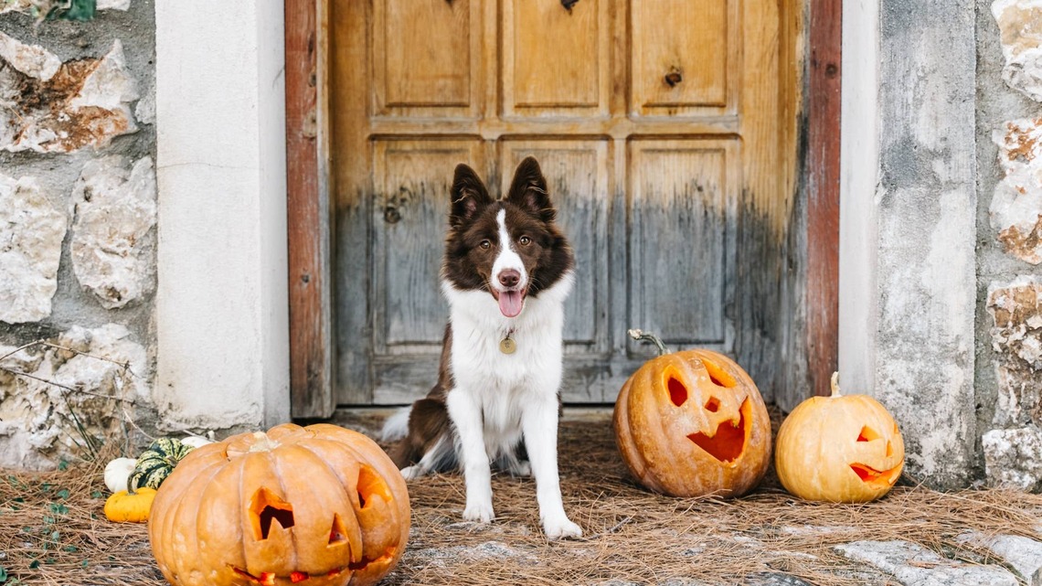 5 Trainer-Approved Ways to Stop Your Dog From Running Out the Door on Halloween 